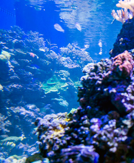 ARRECIFE DE CORAL