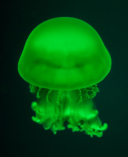 Laberinto de Medusas