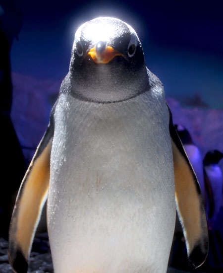 PINGÜINARIO