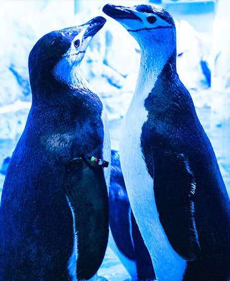 Pingüino