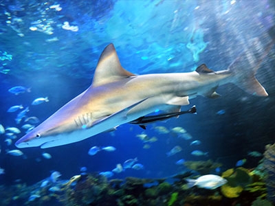 Tiburón